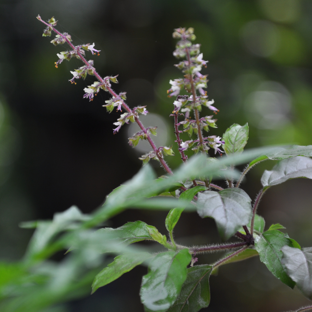 Holy Basil Benefits Tulsi Tea Benefits Almanac